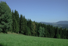 Wals003